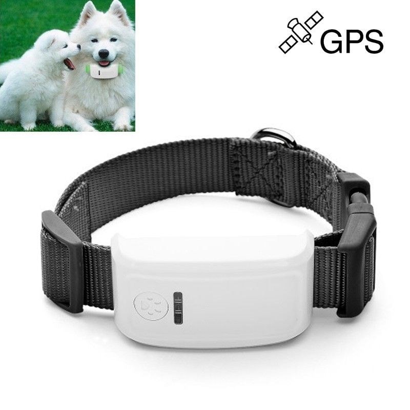 Collier GPS et traceur pour chien : guide d'achat 2024