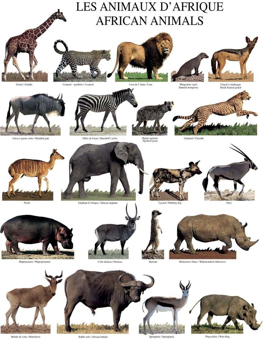 Affiche Les animaux d’Afrique 40x50 cm DRAEGER
