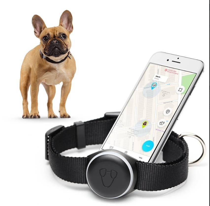Tracker GPS TILE Collar - tracker pour chien Pas Cher 