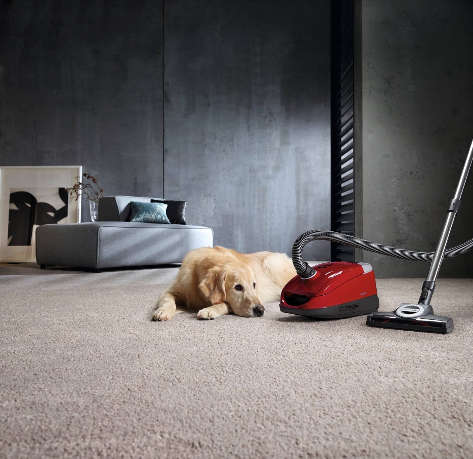 aspirateur Compact+ cats & dogs